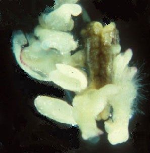 potato embryo