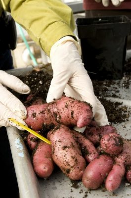 potatoes in dirt