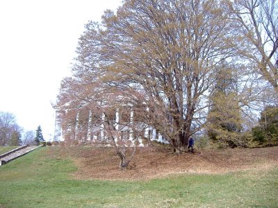 This champion common hornbeam sits in front of Rosemont Manor in Berryville.