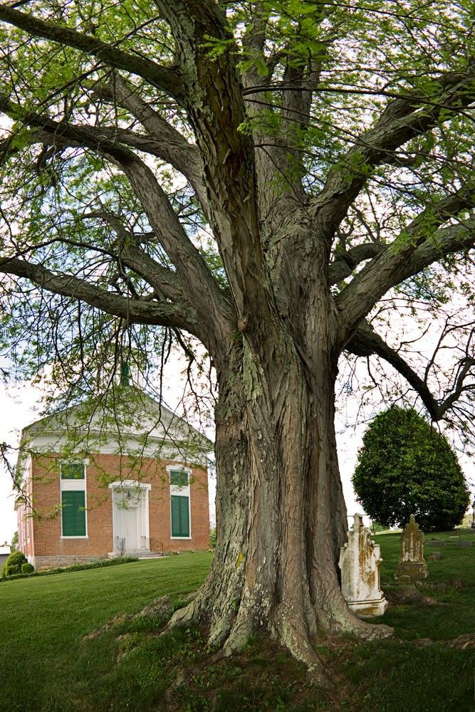 This 121-foot champion honeylocust stands in front of the Fincastle United Methodist Church. (Image courtesy of Robert Llewellyn)