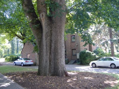 This champion rock elm is on the campus of Roanoke College in Salem.