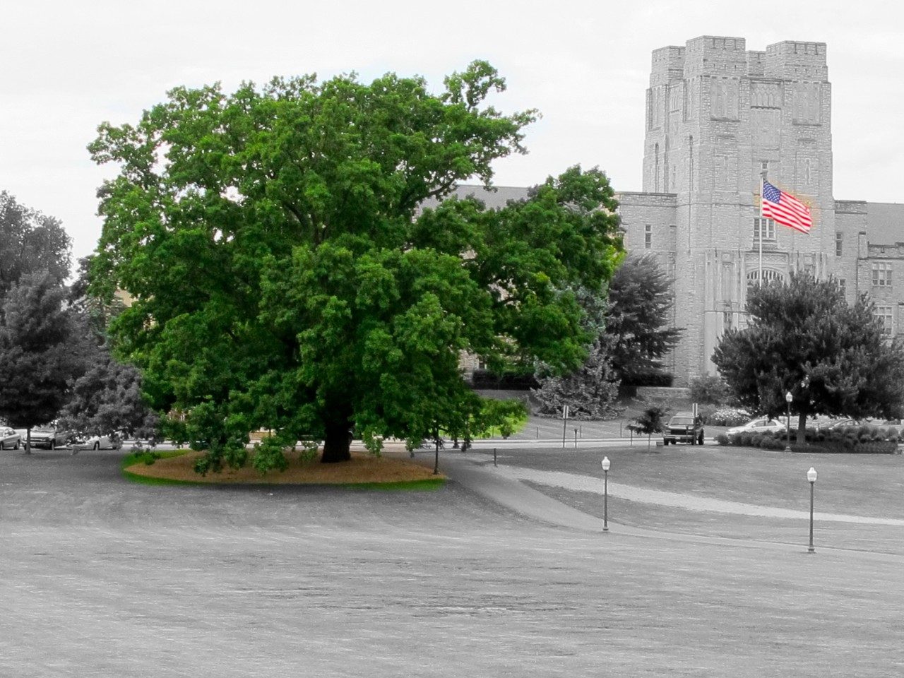 This bur oak, located on the Drillfield in front of Burruss Hall, will be dedicated to William B. Alwood, who planted it sometime after 1895. 