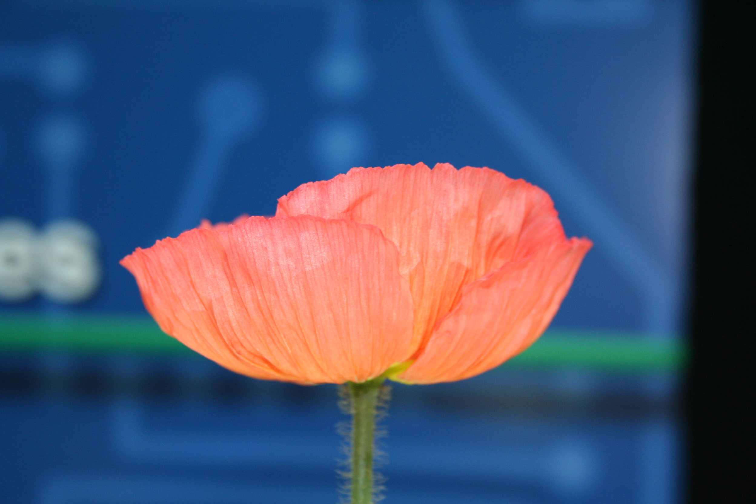 The Institute for Advanced Learning and Research, and Virginia Tech scientists developed a new plant breeding method that helped save the Icelandic Temprtress poppy. 