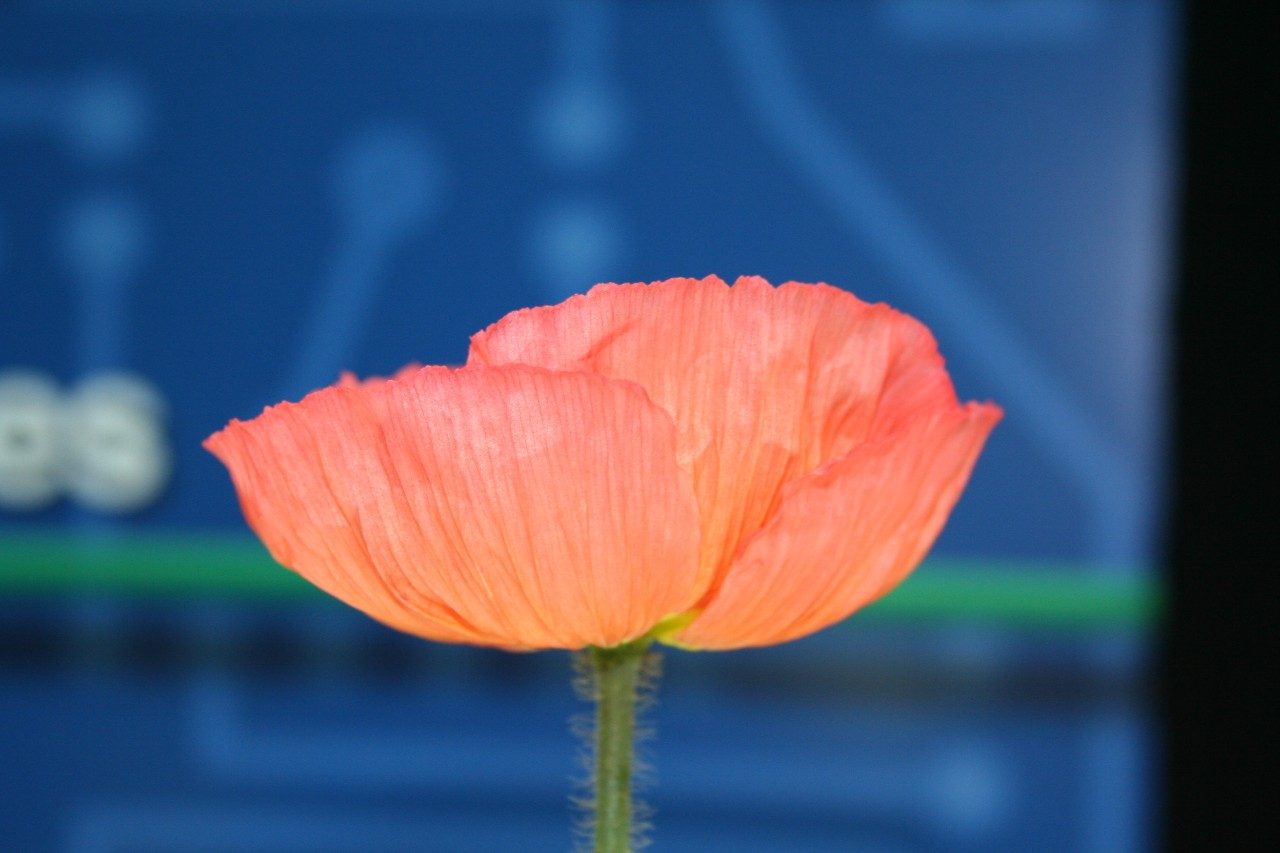 The Icelandic Temptress poppy is a striking flower that would be extinct, but a new plant breeding method developed by Institute for Advanced Learning and Research and Virginia Tech scientists is saving it. The technique spawned the commercial Dan River Plant Propagation Center worked with a floral company to save the flower. 