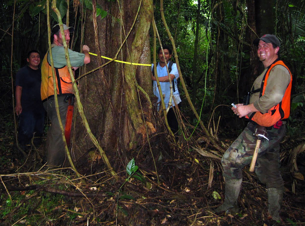 Four men standing around a tree in a dense jungle. Two are using a tape measure to measure the circumference of the tree.