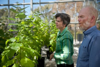 Virginia Tech researchers Eric Beers, professor of horticulture and Amy Brunner, associate professor of forest research and environmental conservation working with poplar trees in the greenhouse.