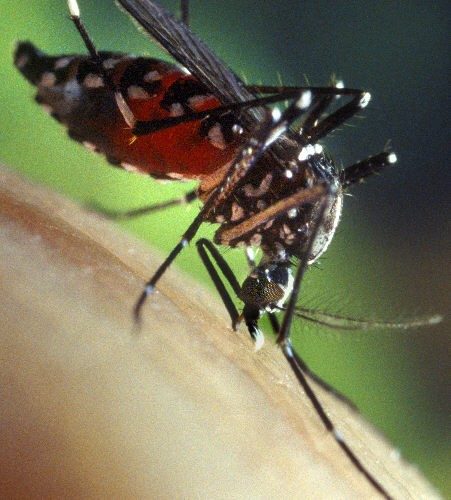 Photo Credit: CDC/James Gathawy. The Asian Tiger mosquito (Aedes albopictus), originated in tropical and sub-tropical regions of Asia, but can now be found across the globe.
