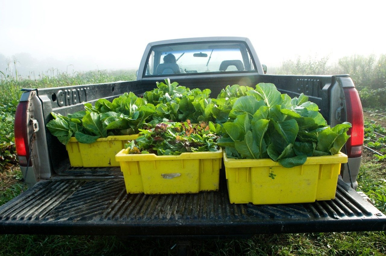 Summer is a busy harvesting time for Kentland Farm. Last season the farm produced over 300,000 pounds of food.