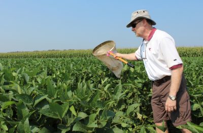 Ames Herbert, a professor of entomology at Virginia Tech, sweeps a soy bean field for brown marmorated stink bugs. A team of researchers is sampling crops across the state to see how far the invasive pest is spreading.