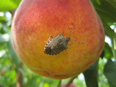 Virginia Tech researchers are trying to find the best way to manage the brown marmorated stink bug in tree fruit such a peaches. The pests' appetites are as voracious as it is varied. As much as 20 percent of the vegetable crops in Northern Virginia were lost to stink bugs in 2010.