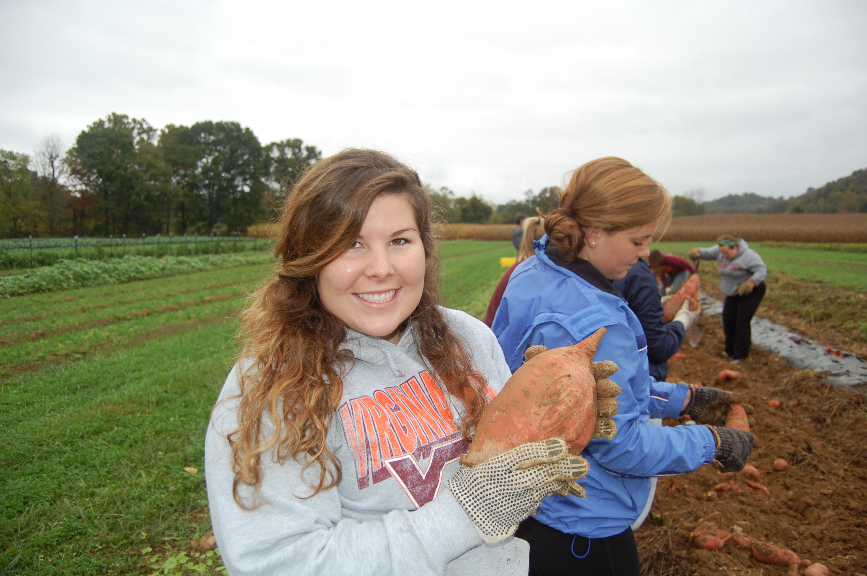 Students pick sweet potatoes