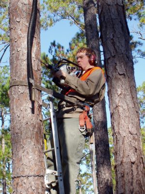Kevin Rose, field coordinator with the Virginia Tech red cockaded woodpecker research team, drills a provision cavity in a living pine tree. It can take the birds years to create a cavity whereas the team can do it in 45 minutes.