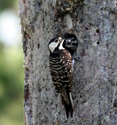 Woodpecker at nesting cavity