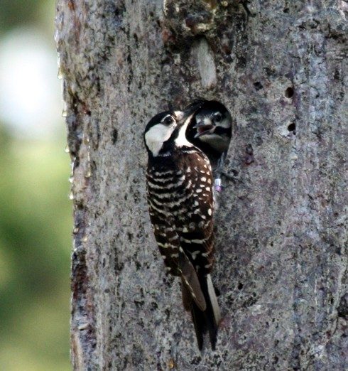 A red cockaded woodpecker at its nesting cavity. Note the two bands on the bird's right leg. Walters and his team use a number of different colored tags to track the birds.