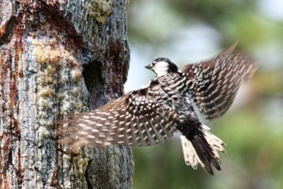 Woodpecker lands