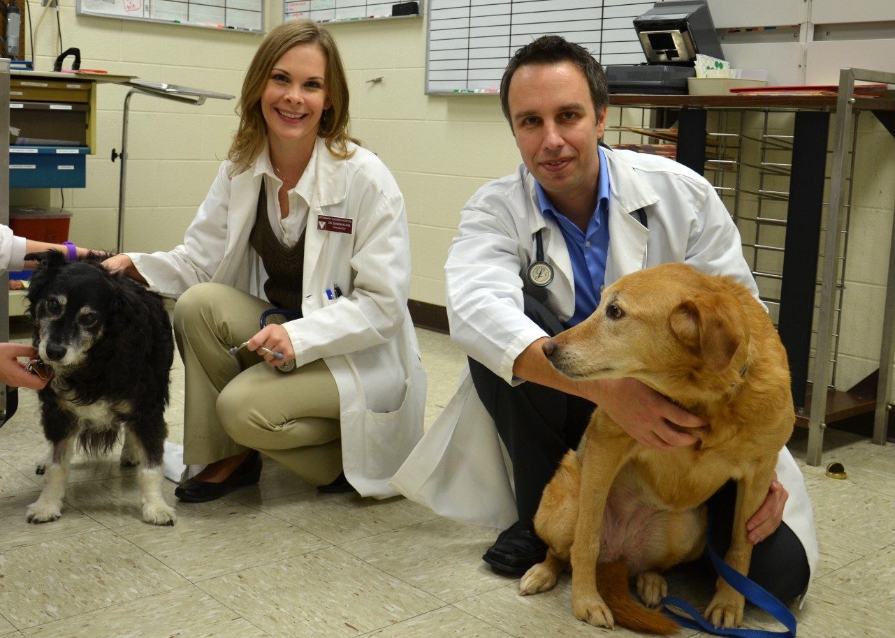 Dr. Shawna Klahn (left) and Dr. Nick Dervisis (right) have begun a new oncology program. “Bootsie” (left) of Blacksburg, Va., and “Josie” (right), a West Virginia native, are in treatment for cancer.