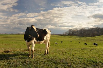 The Dairy Science herd will provide local milk for the "Virginia Tech Milk" program.