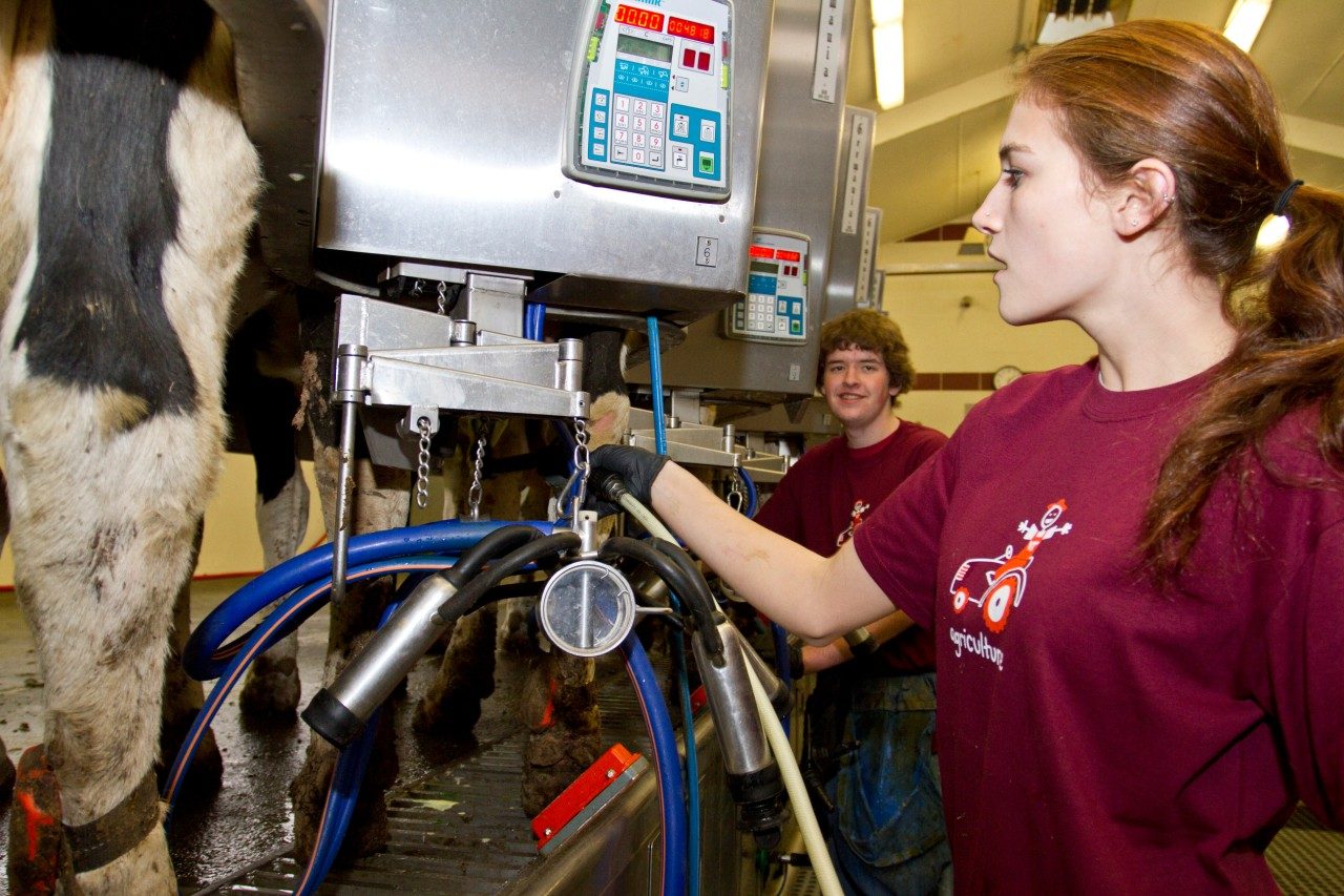 Students use latest technology to harvest milk that will be served on campus.
