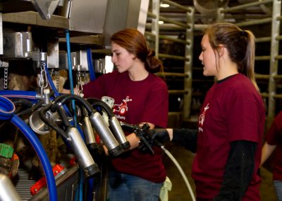 Two Dairy Science students harvest milk from Virginia Tech cows.