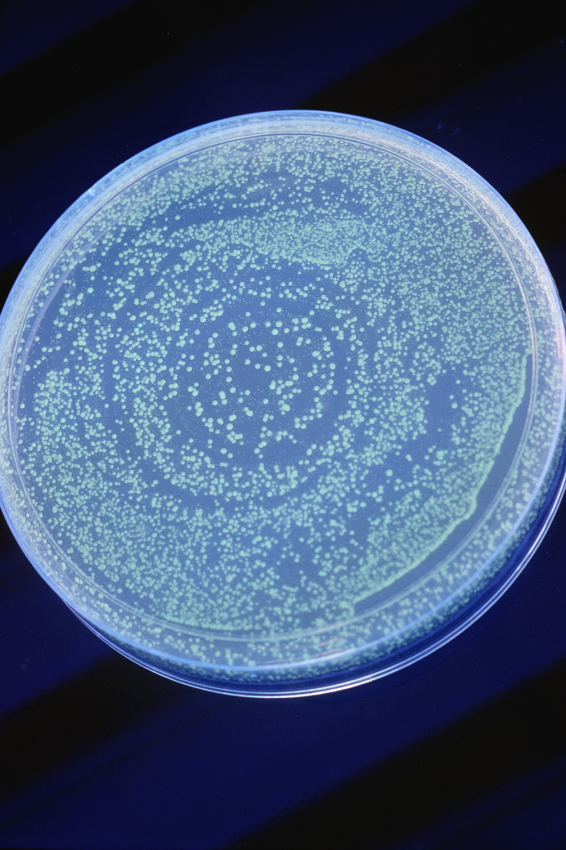 Bacteria on a petri dish