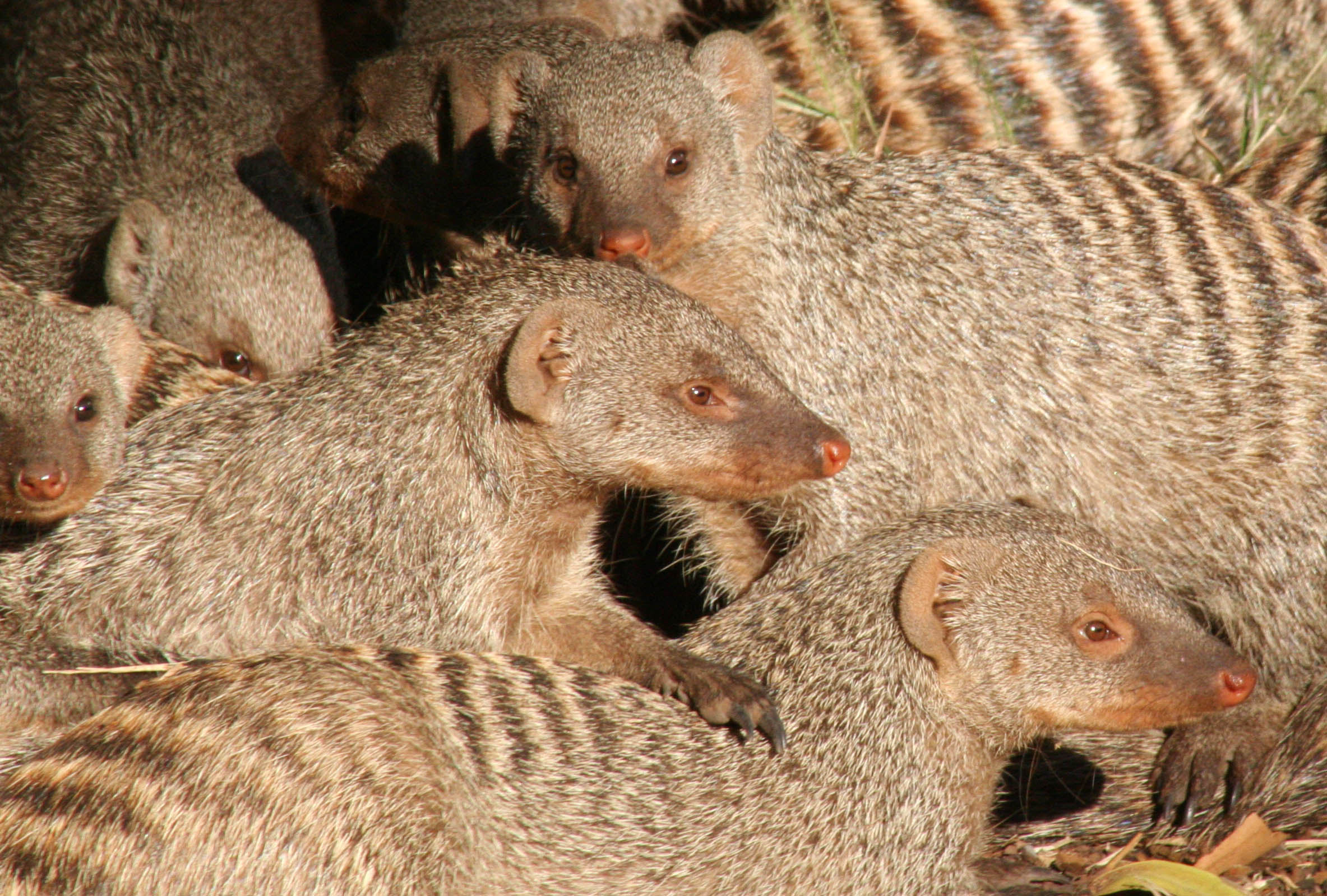 A number of banded mongoose