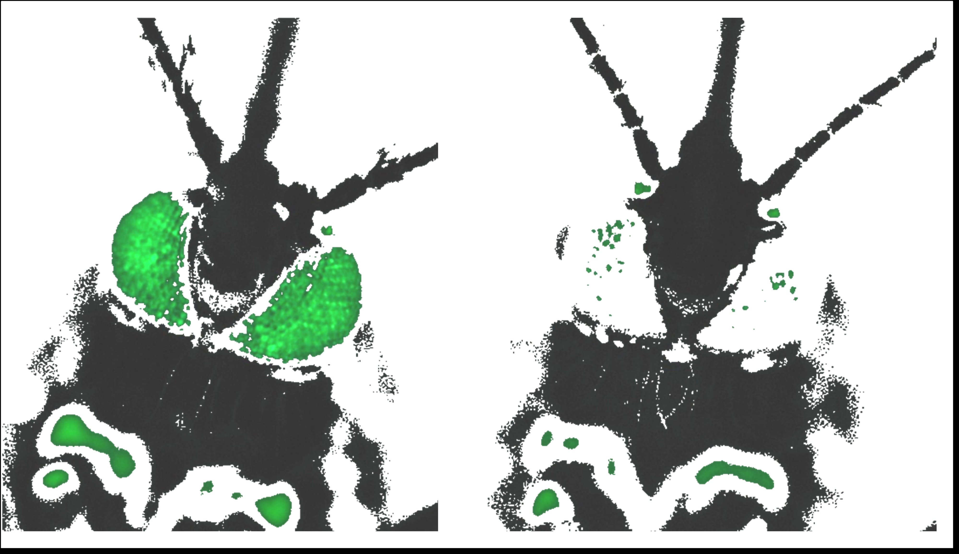 Green fluorescent protein in the eyes of the mosquito Aedes aegypti