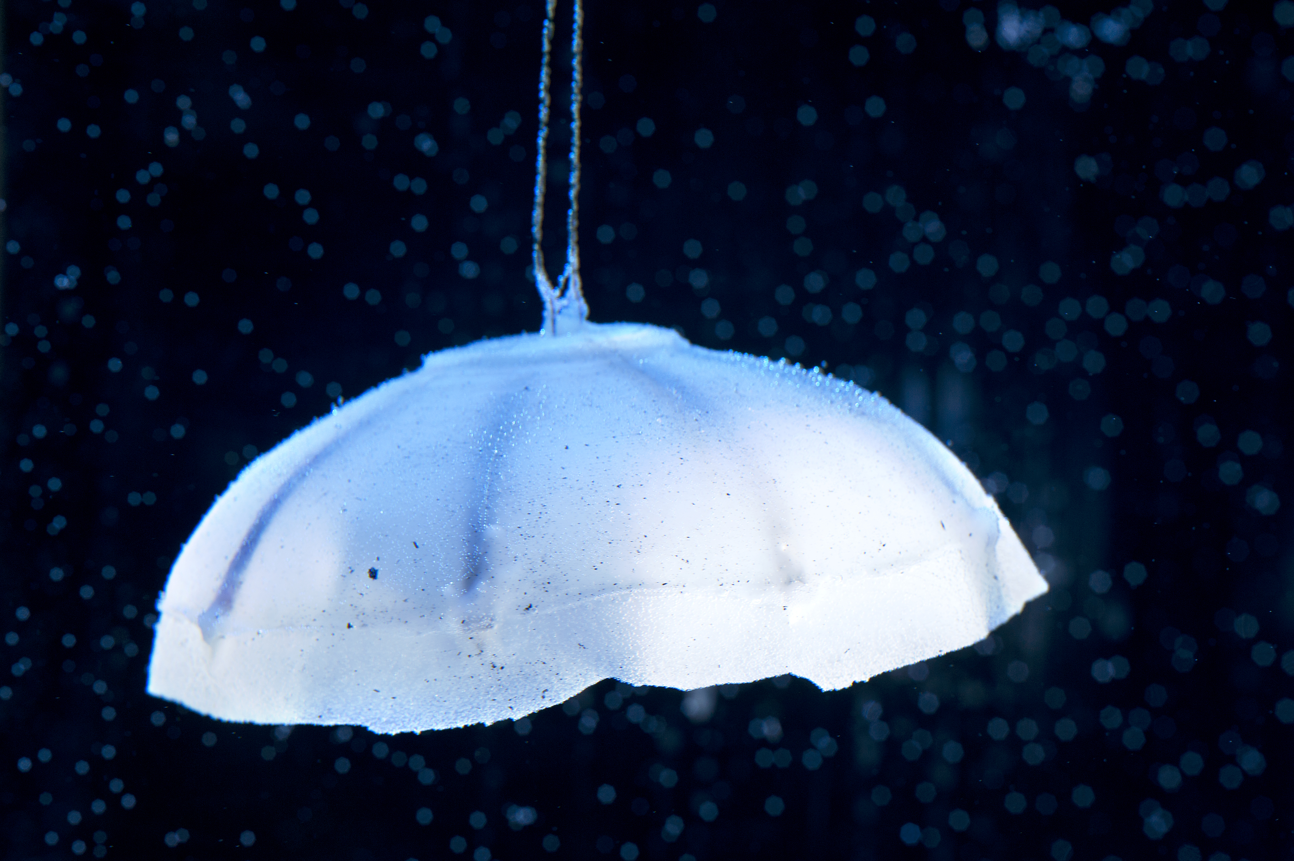 Robotic jellyfish built by Virginia Tech