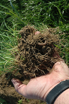 Earthworm in ryegrass roots.