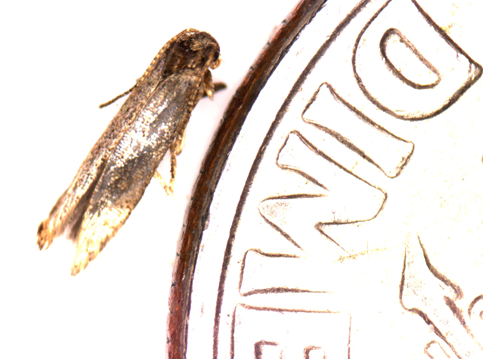 tomato leafminer moth alongside a dime