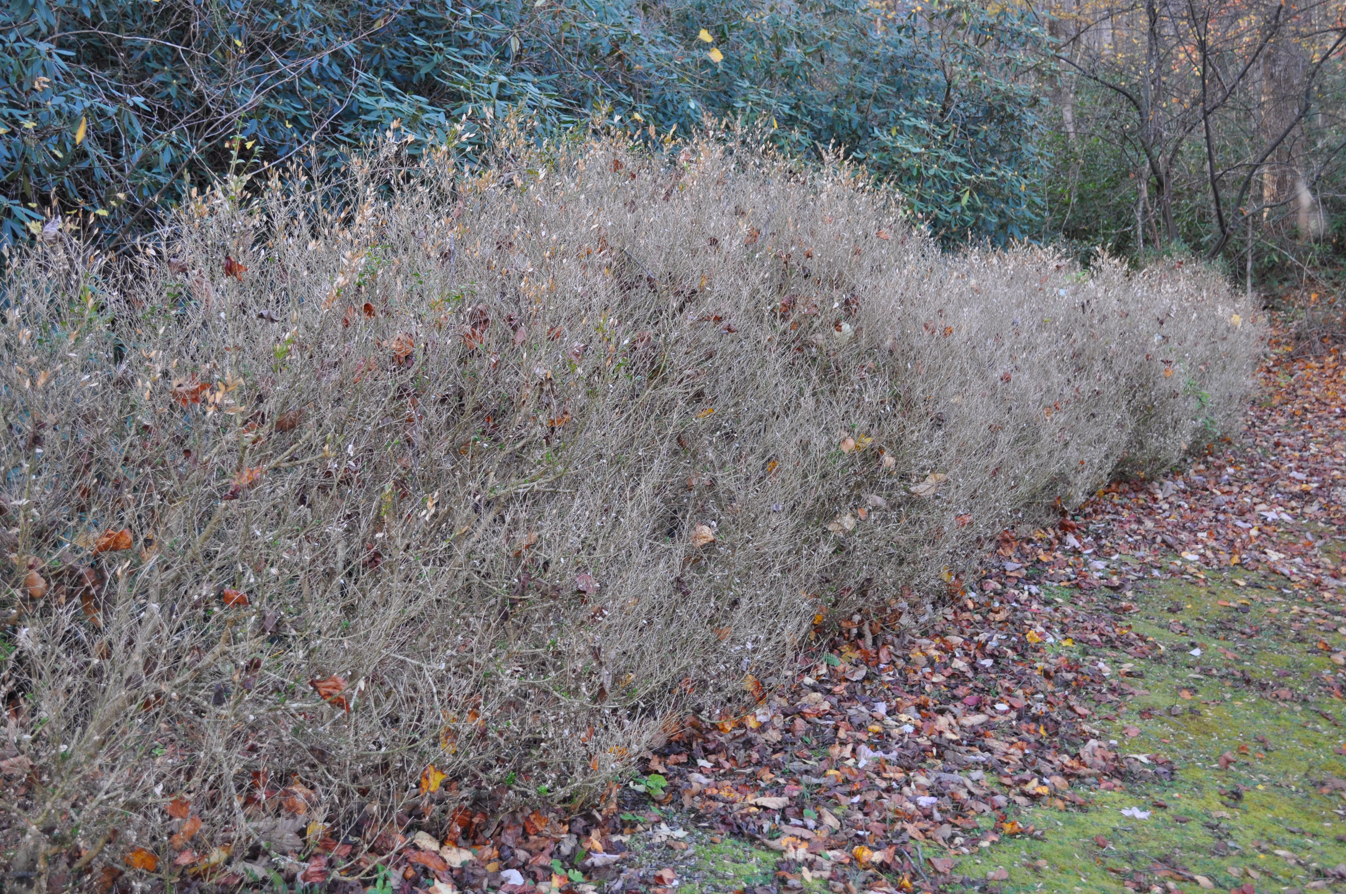 Plants affected by boxwood blight