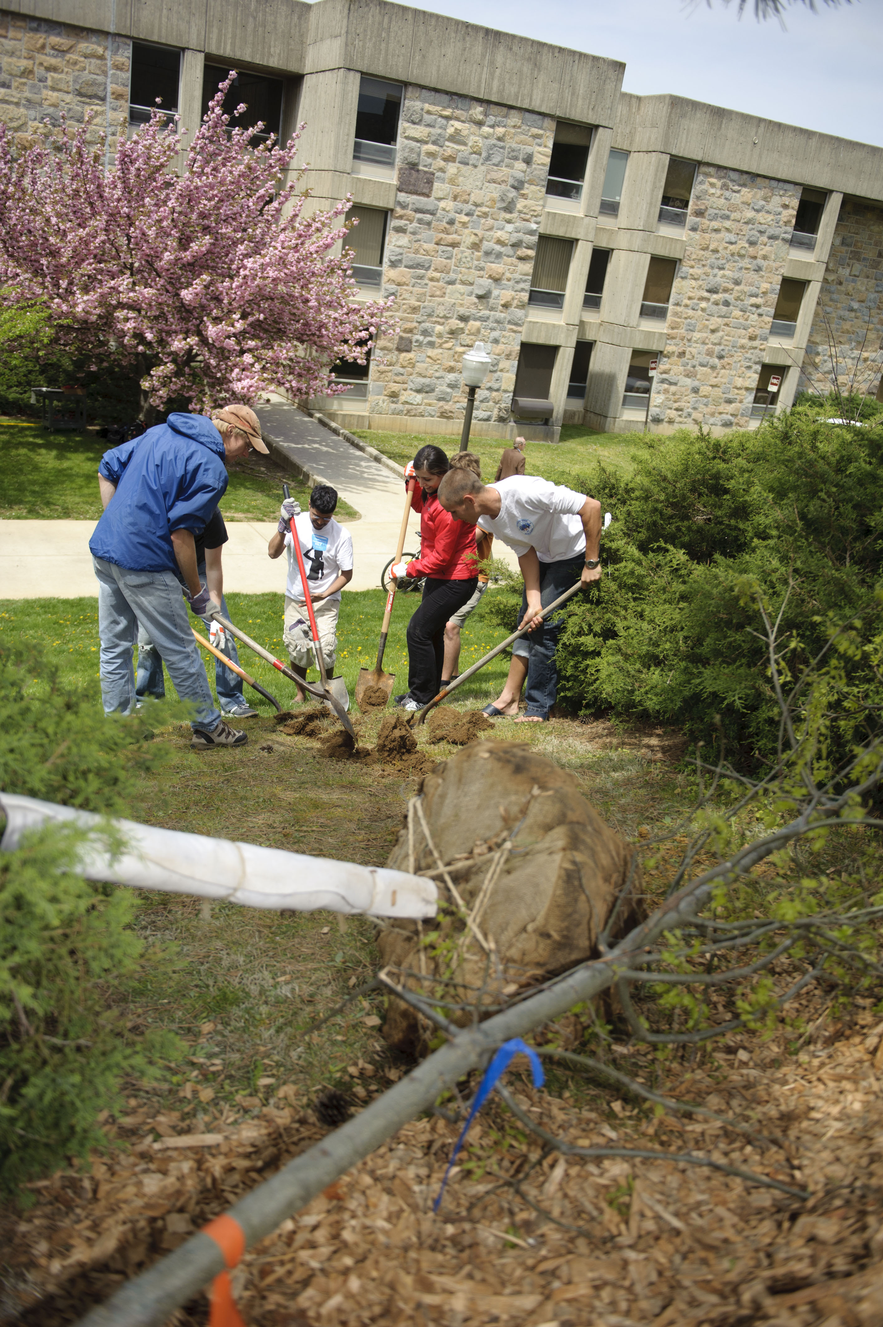Students plant trees on campus.