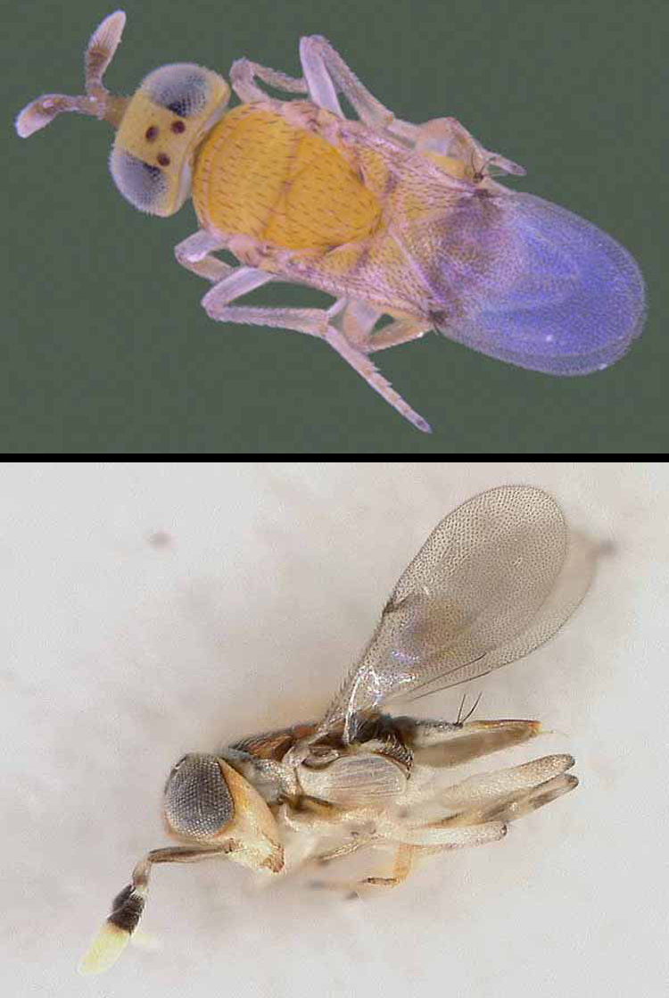 Close-ups of two wasps that were used to combat the pest in India