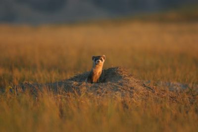 A black-footed ferret peaks out of a burrow.