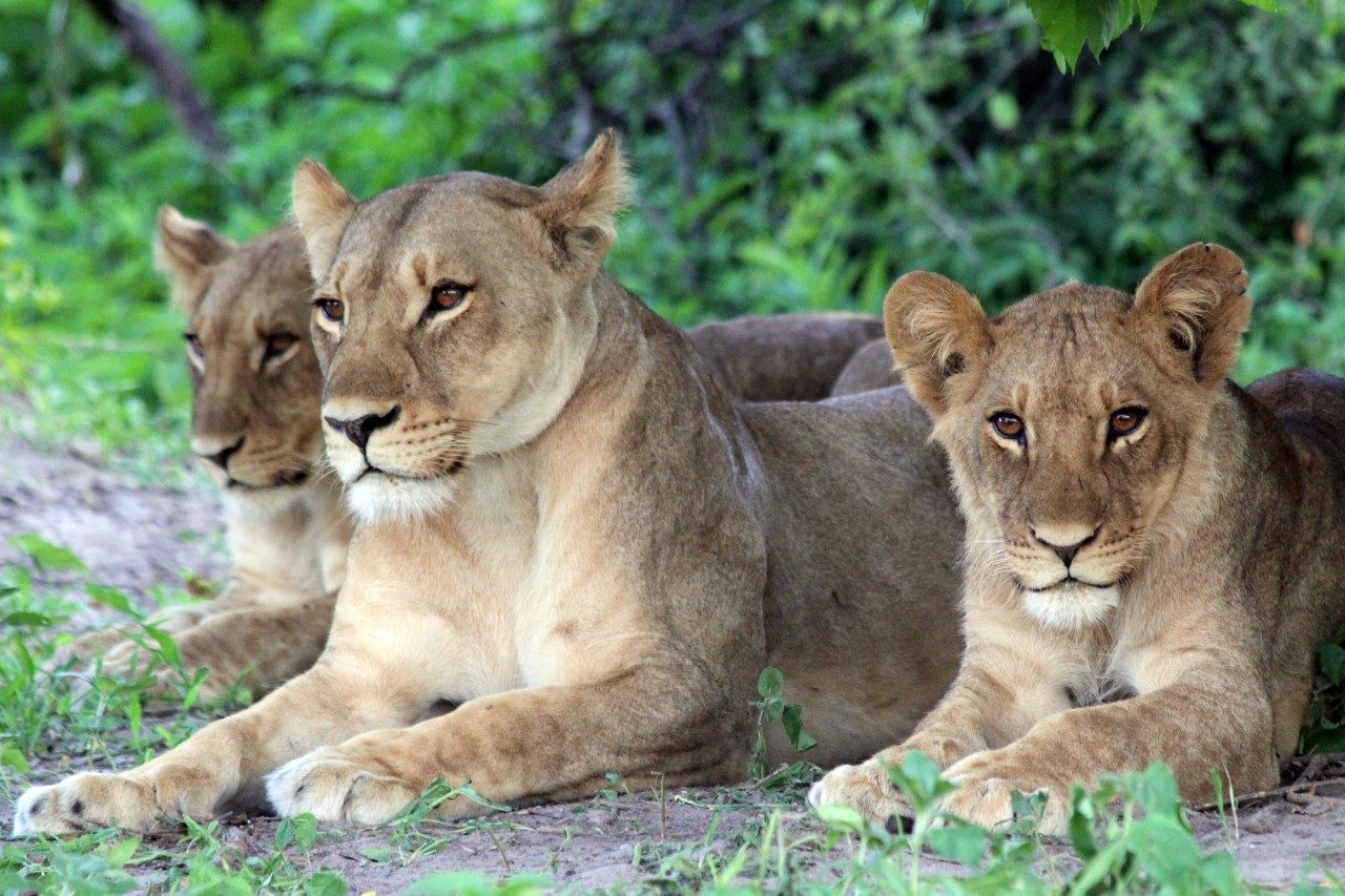 For social carnivores like the lion, group-living is essential for survival but may increase vulnerability to infectious disease, complicating the management of these species.