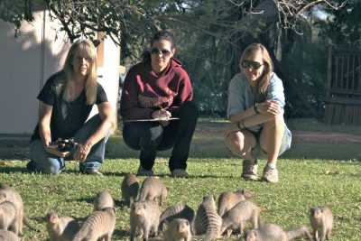 Kathleen Alexander, Sarah Jobbins, and Claire Sanderson with a group of banded mongoose.