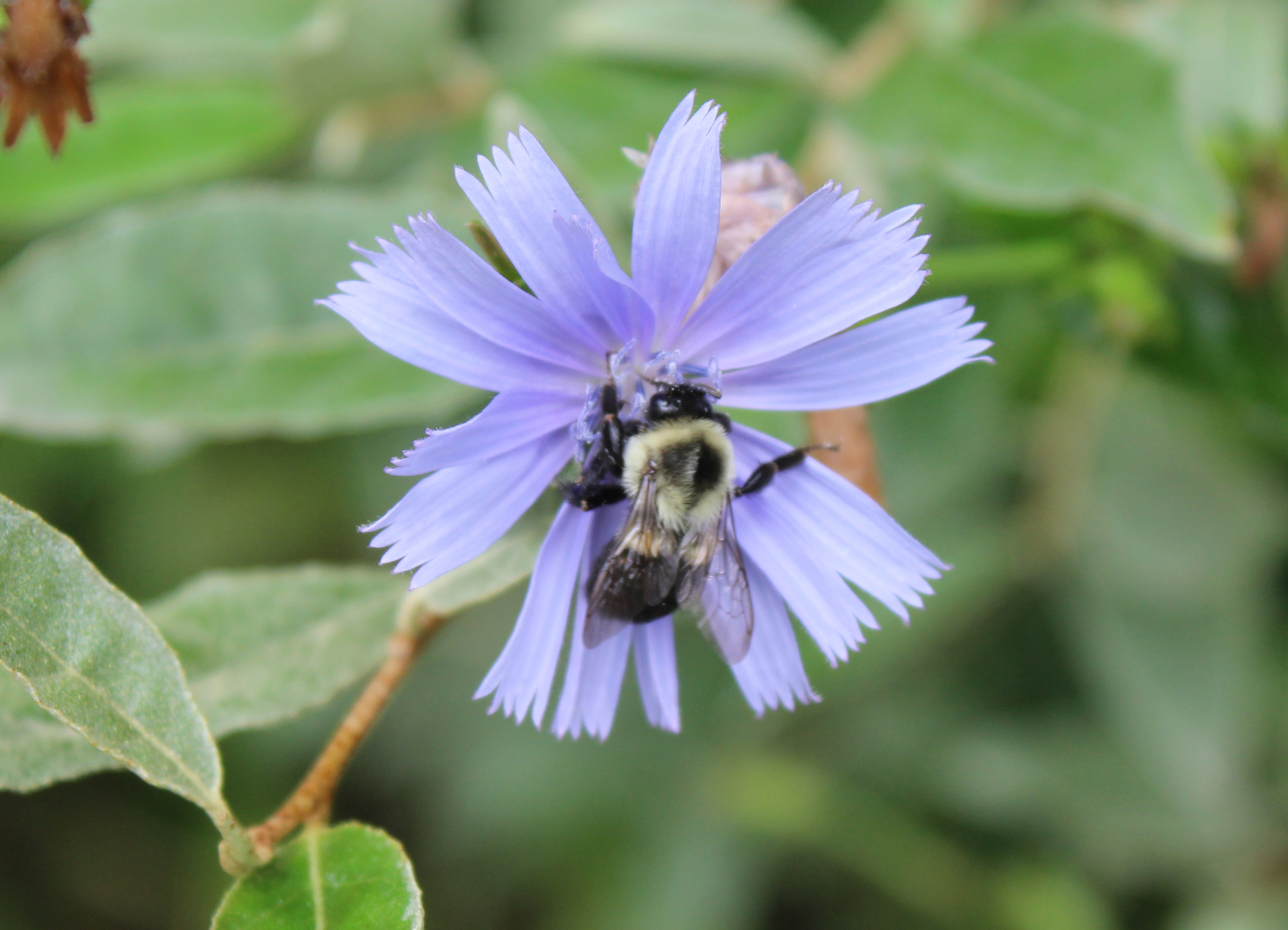 Bumblebee on chicory flower