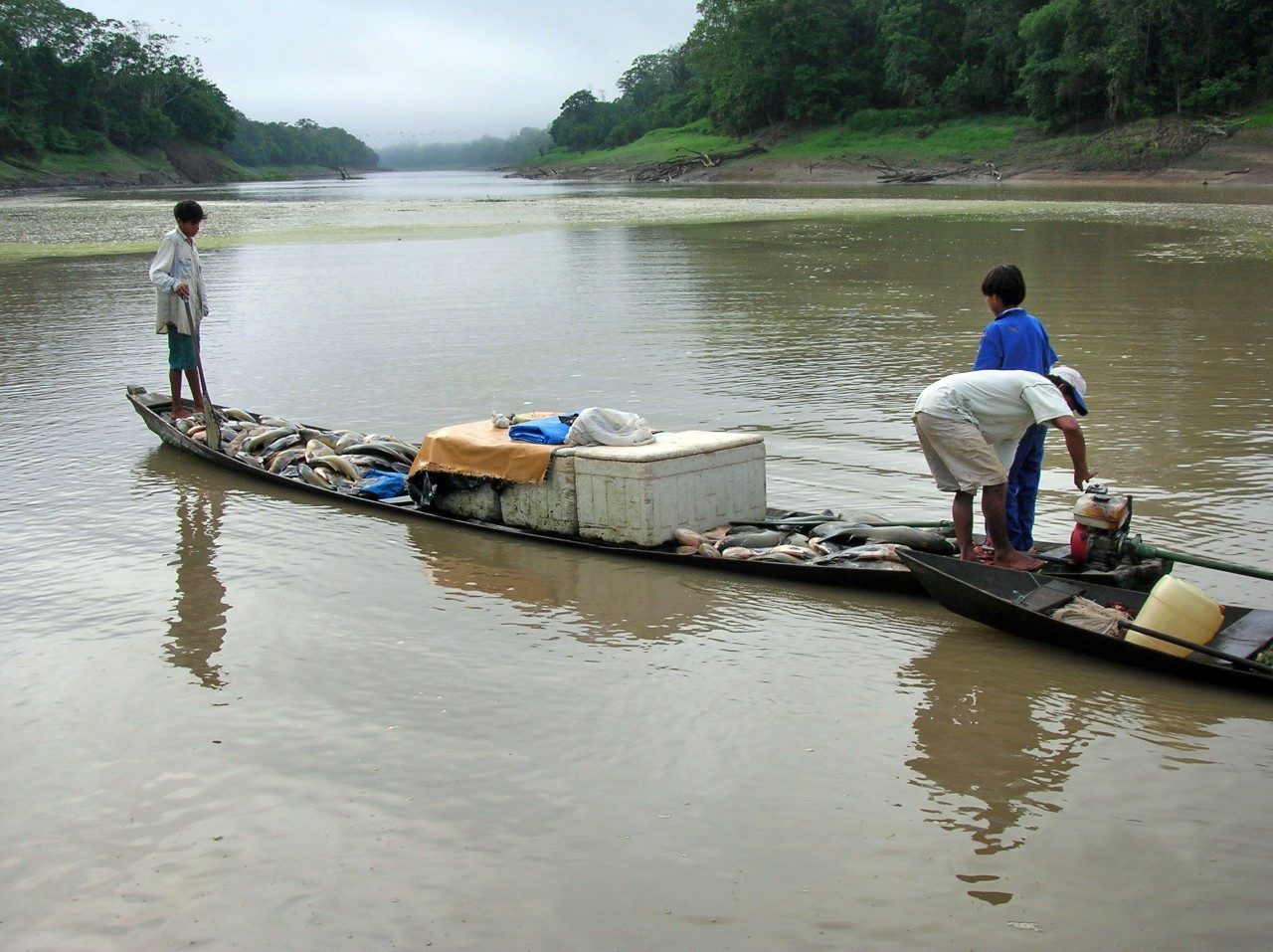 A riverine fisherman and his sons return from a good day of fishing for tambaqui (Colossoma macropomum), one of the Amazon’s most high-value fish species dependent on the floodplains.