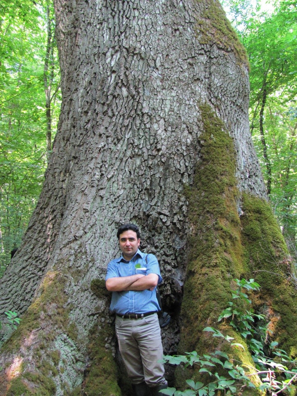 Kiomars Sefidi stands in front of an enormous old-growth tree in Iran’s Kheyrud Experimental Forest. Image courtesy of Kiomars Sefidi.