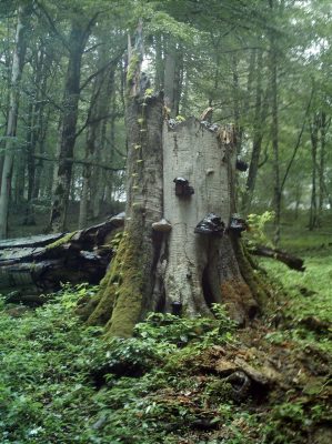 Snags are one form of dead wood researchers recorded. Iranian beech (shown here) is the same genus but a different species than American beech. Image courtesy of Kiomars Sefidi.