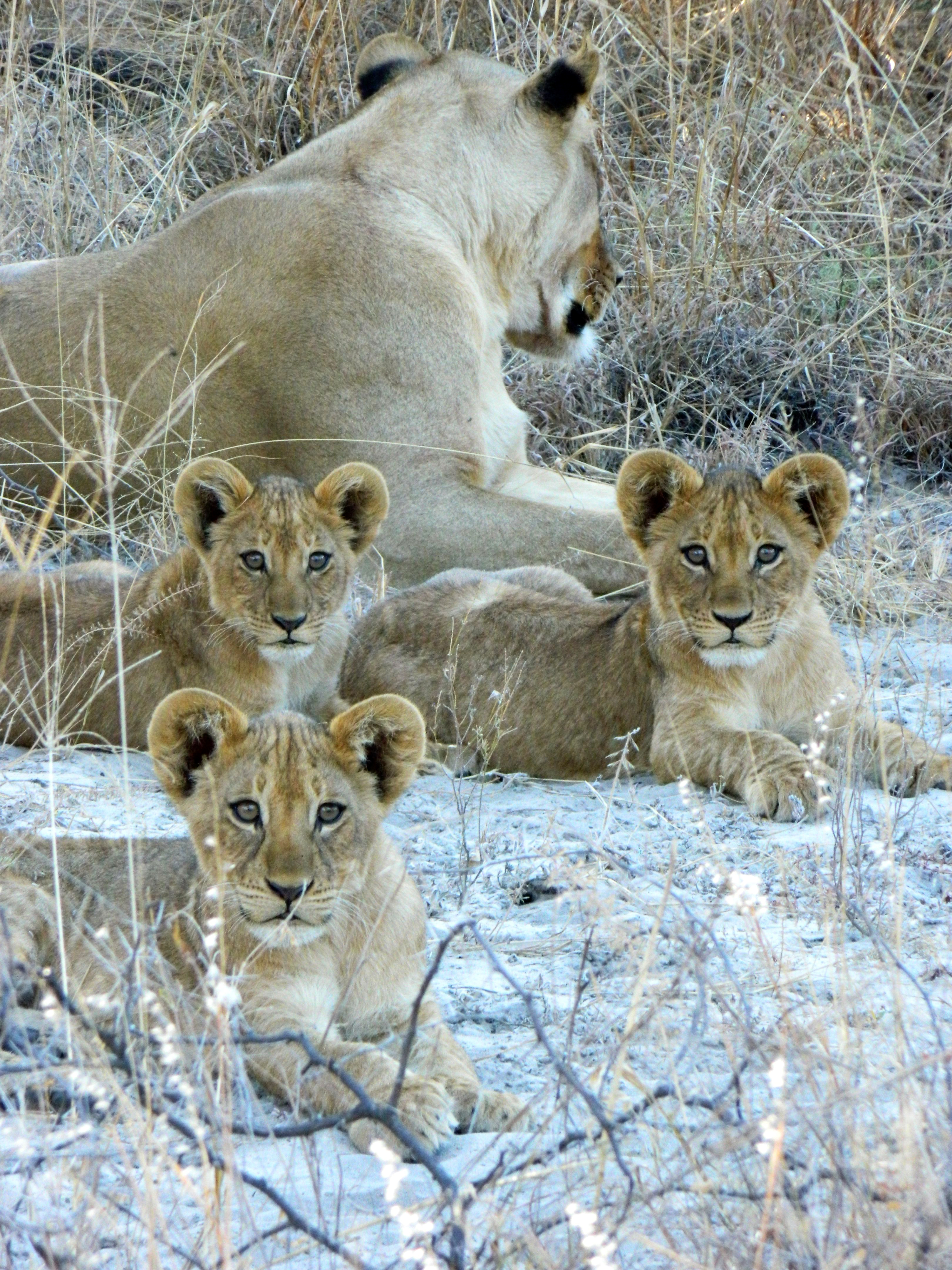 Three lion cubs and their mother