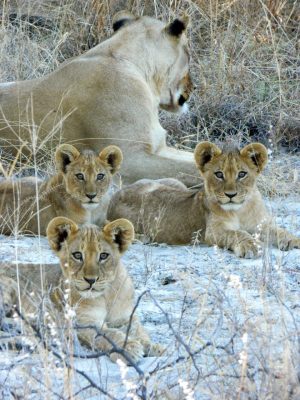 Lions have disappeared from large portions of their historical range in Africa. Lindsey Rich’s research will provide information on the densities, distributions, and ecology of multiple carnivore species, including lions.