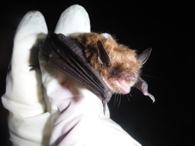 The little brown bat, once among the most numerous mammal species in New England, has been severely impacted by white-nose syndrome.