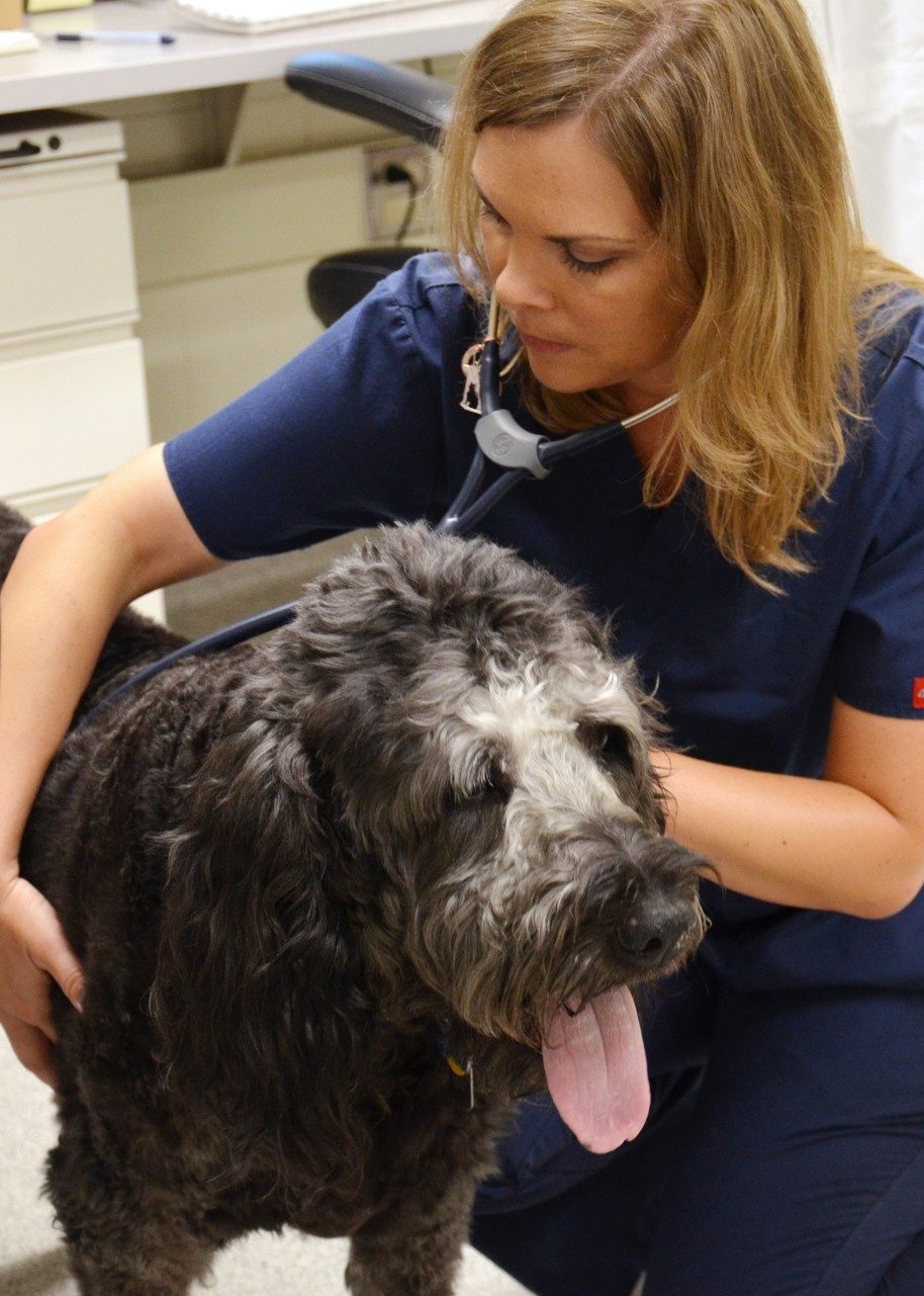 Dr. Shawna Klahn, assistant professor of oncology in the Department of Small Animal Clinical Sciences, performs a checkup on Grayton four weeks after his experimental cancer treatment involving gold nanoparticles and a targeted laser therapy.