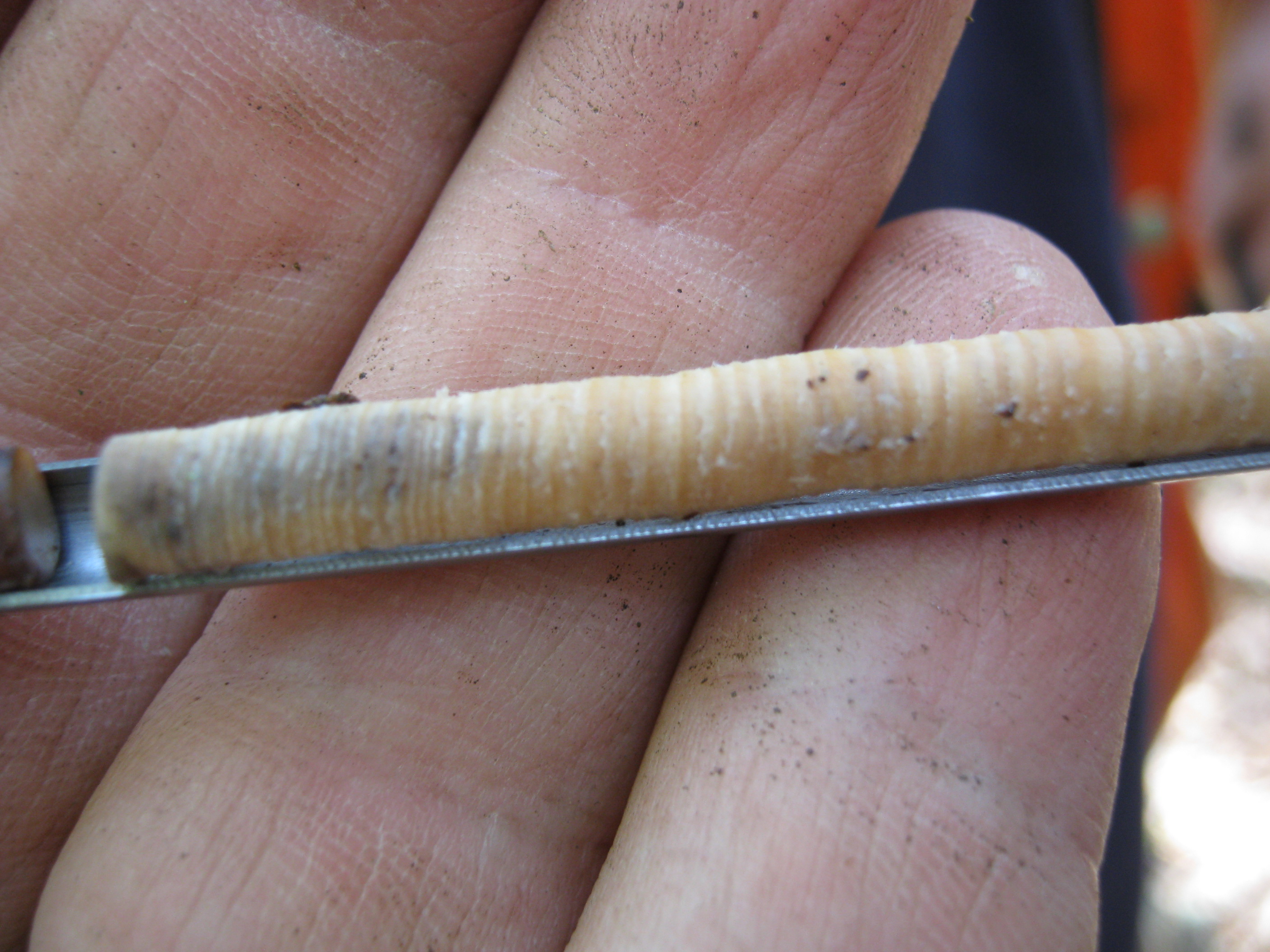 A small tree core held in a person’s hand