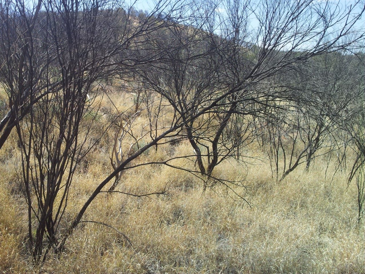 Buffelgrass, an invasive weed in Australia, is also invasive in the southwestern United States. Photo courtesy of Don Driscoll/Australian National University.  