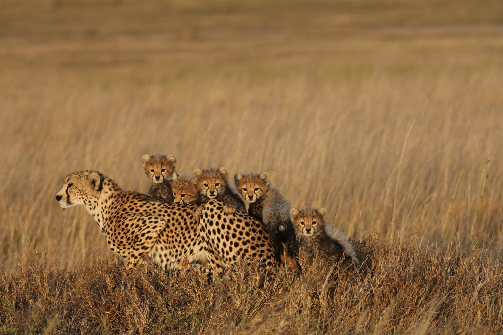 An adult cheetah with five cubs in a grass-covered plain.