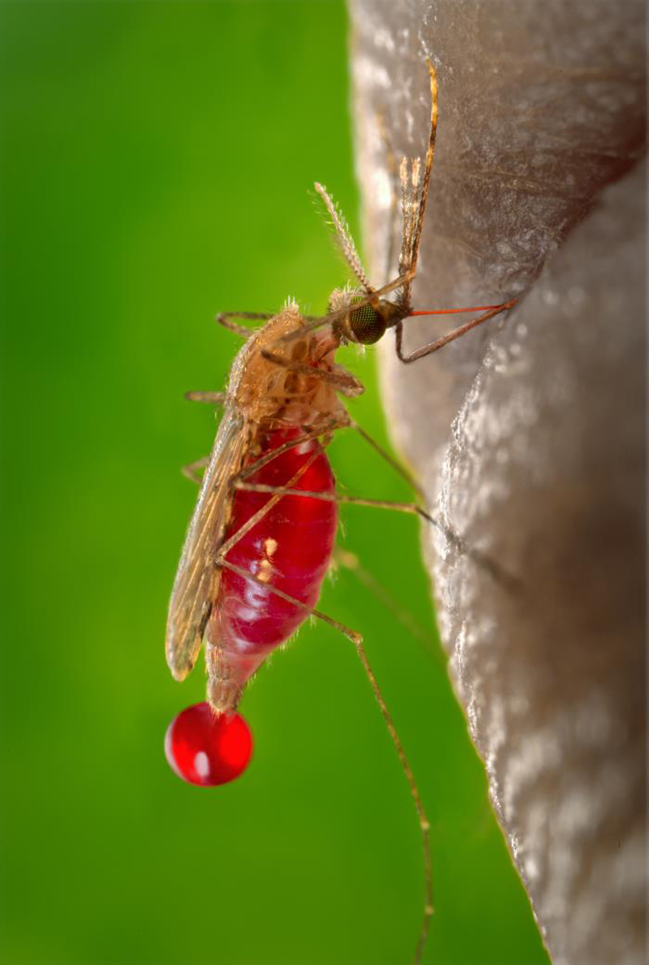 Mosquito feeds on human host.
