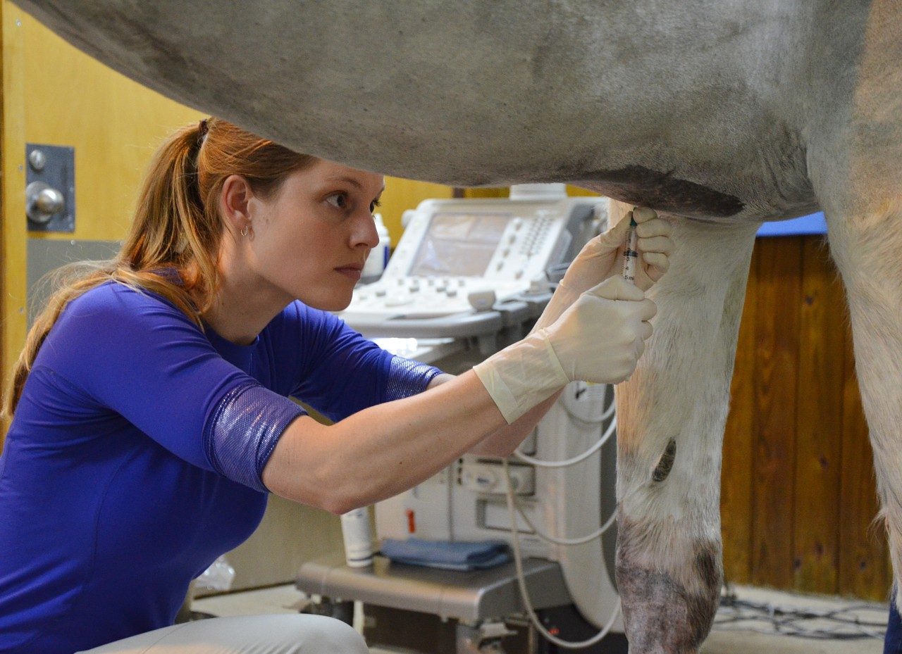 Dr. Sophie Bogers, equine surgery resident at the Marion duPont Scott Equine Medical Center, extracts bone marrow from a horse.