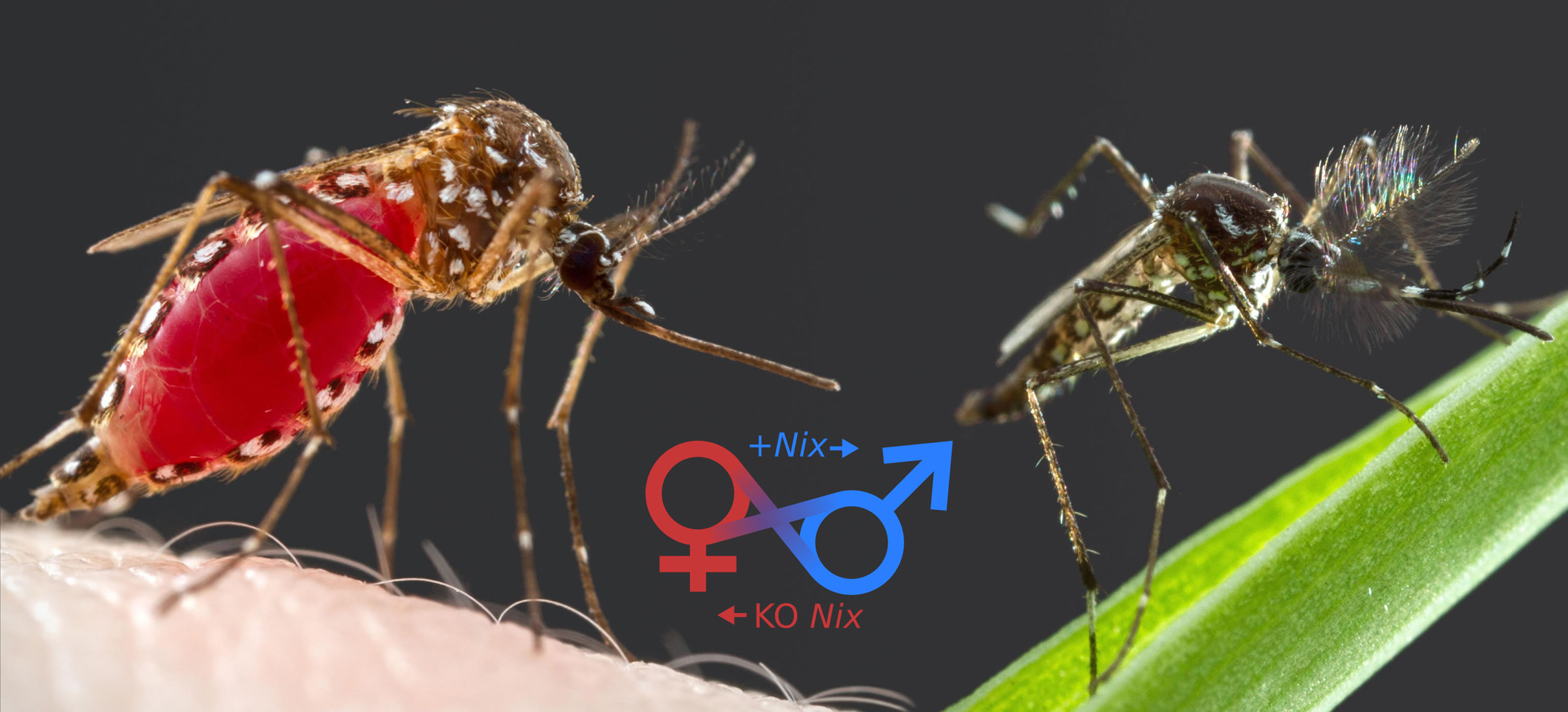 Female and male mosquito