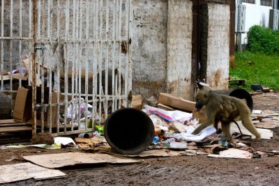 A baboon with her baby picking through trash